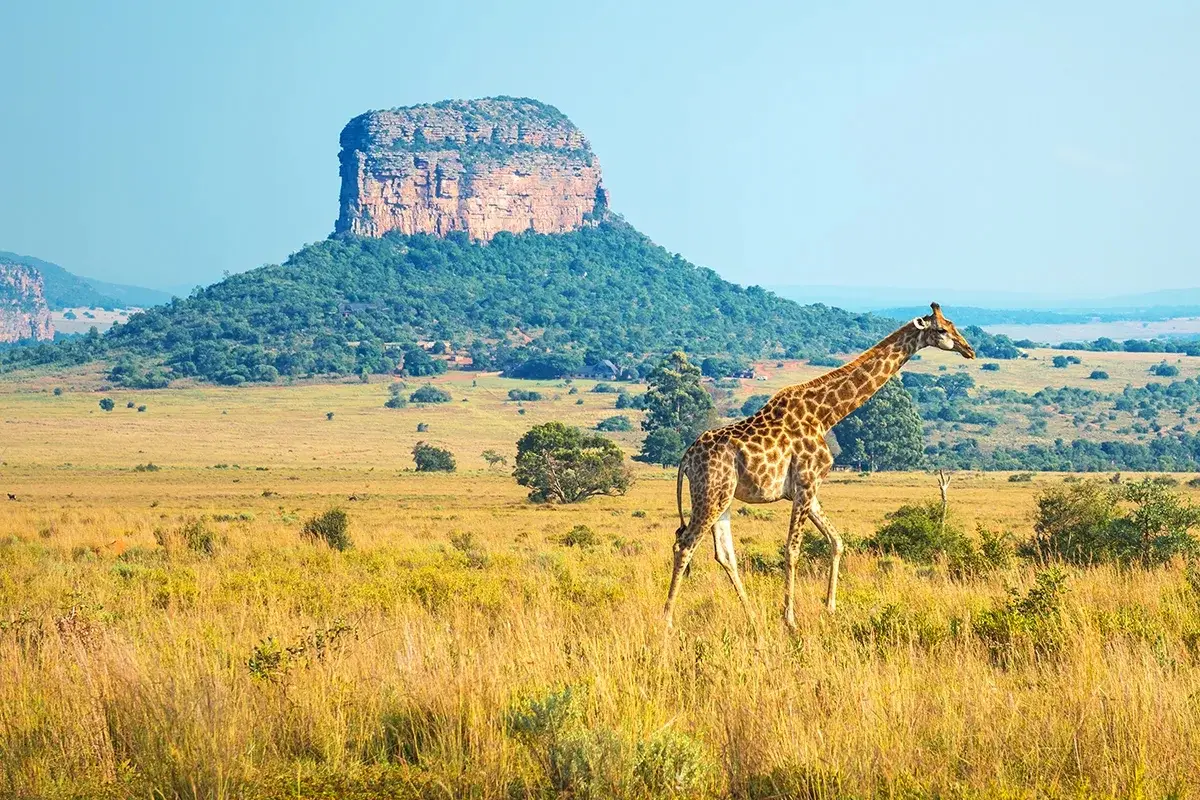 A giraffe grazing in the Entabeni Game Reserve near Hanglip Mountain in South Africa.