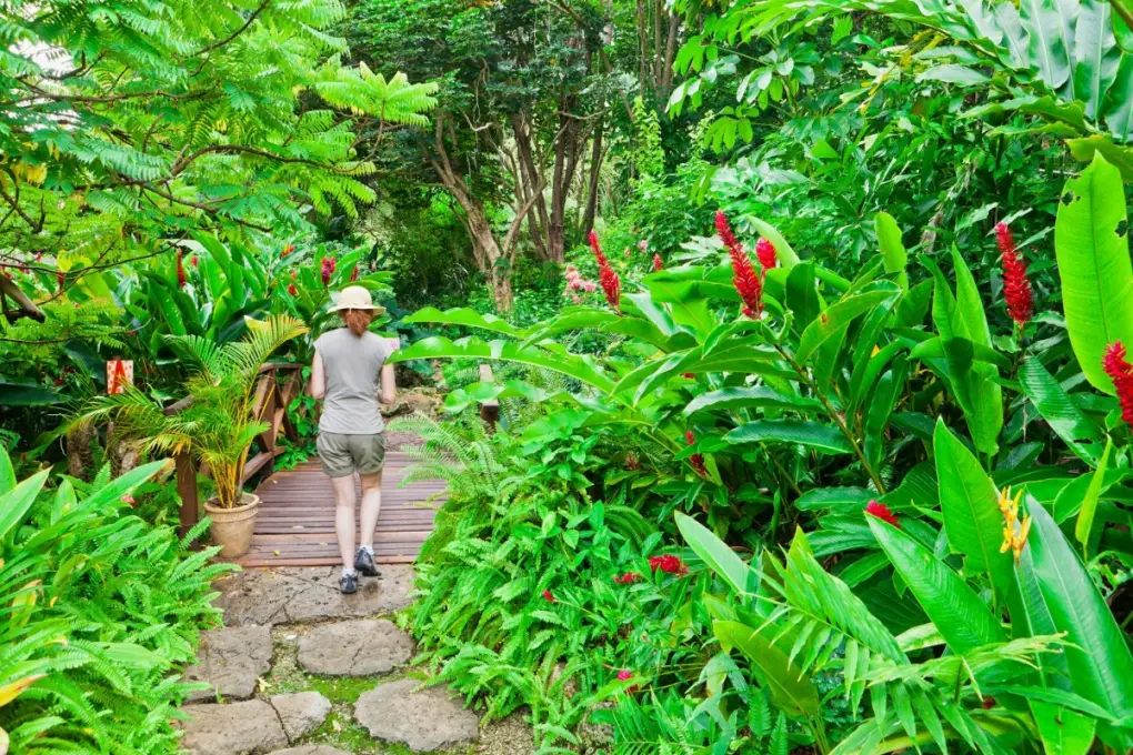 A tourist walking down a path at Andromeda Botanic Gardens, renowned as one of the most plant-diverse spaces in the tropical world.