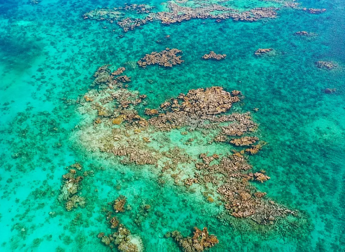 The vast reef system of Andros Barrier Reef is often recognized as one of the largest barrier reefs in the world and the largest in the Atlantic Ocean.