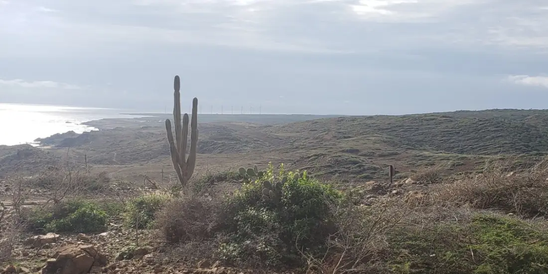 Arikok National Park comprises nearly 20% of Aruba's total land area, showcasing a rugged desert landscape, dramatic volcanic coastlines, and rich historical sites that contrast sharply with the island's resort zones.