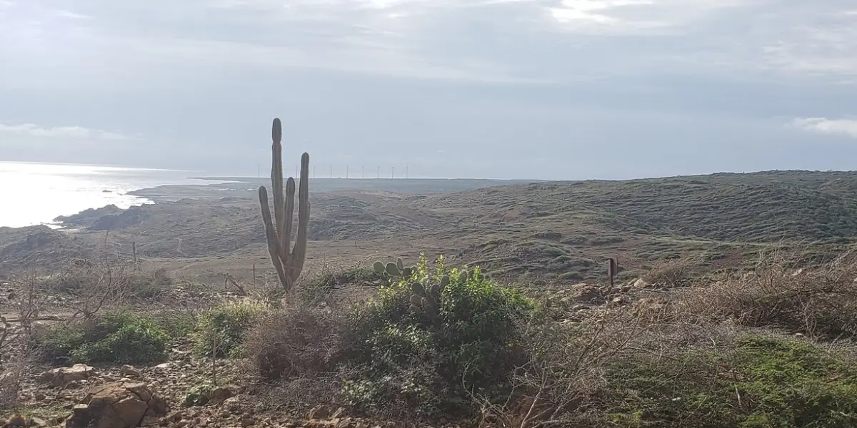 Rugged coastline and native columnar cacti in Arikok National Park, Aruba, overlooking the ocean.
