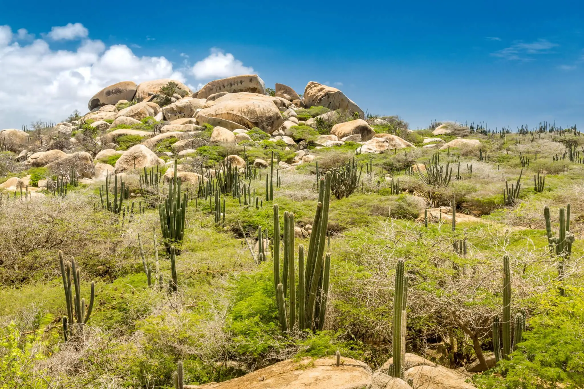 Massive monolithic Ayo Rock Formations surrounded by tall cacti under a blue sky in Aruba.