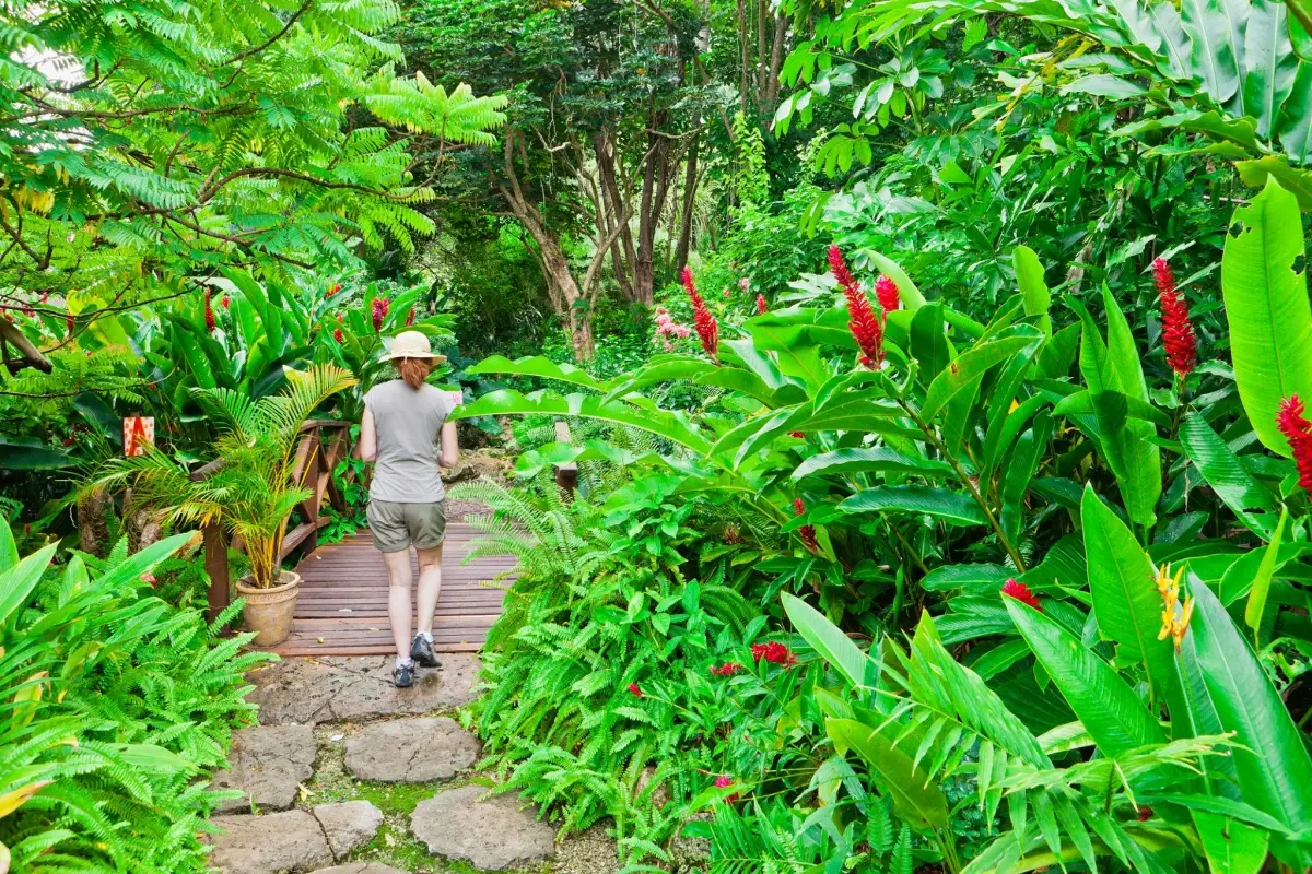 Woman walking on a path surrounded by lush green foliage and bright red ginger flowers at Andromeda Botanic Gardens in Barbados.