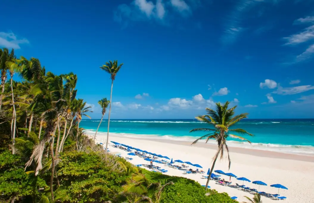 Aerial view of Crane Beach Barbados with turquoise Atlantic waters, pink-tinged sand, tropical palm trees, and blue umbrellas.