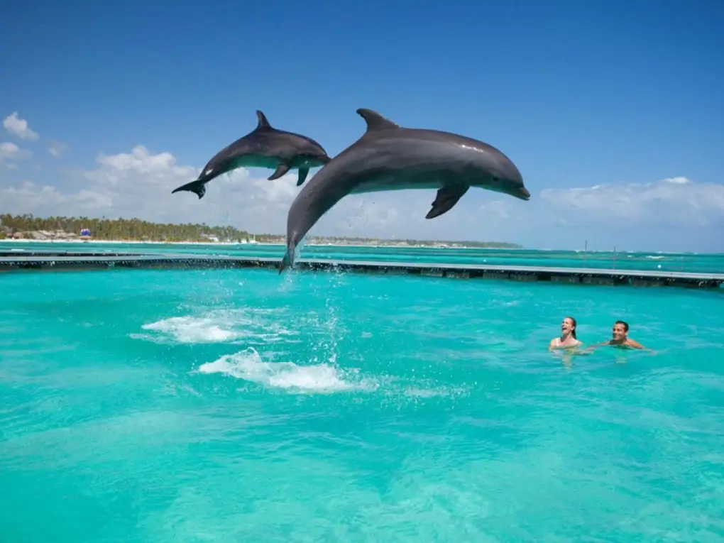 Bottlenose dolphins performing for a show at Dolphin Island Park in Punta Cana.