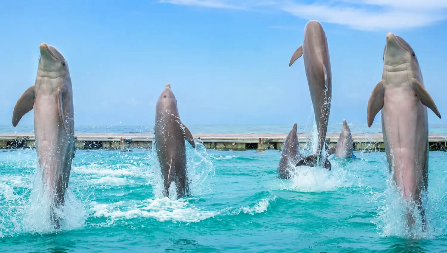 Five bottlenose dolphins jumping out of clear turquoise ocean water during a marine park show in Punta Cana.