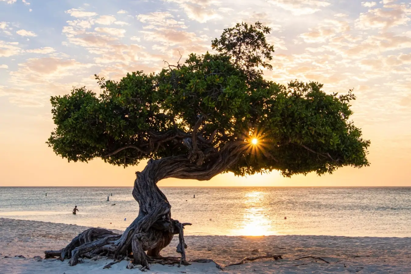Fofoti tree on Eagle Beach in Aruba with trade winds bending the trunk.
