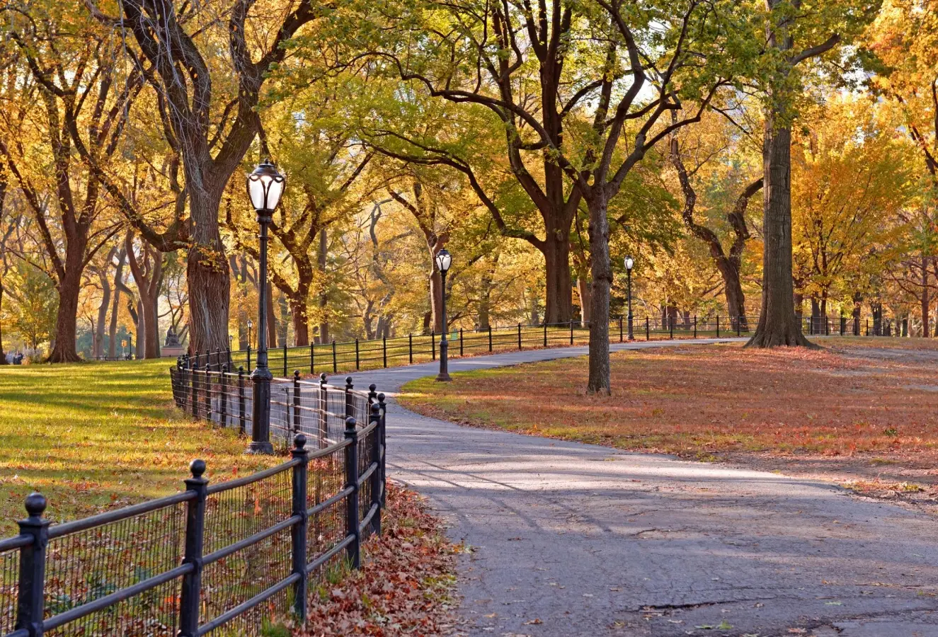 A photo titled Autumn Color: Fall Foliage in Central Park, Manhattan New York captured by Robert Cicchetti.