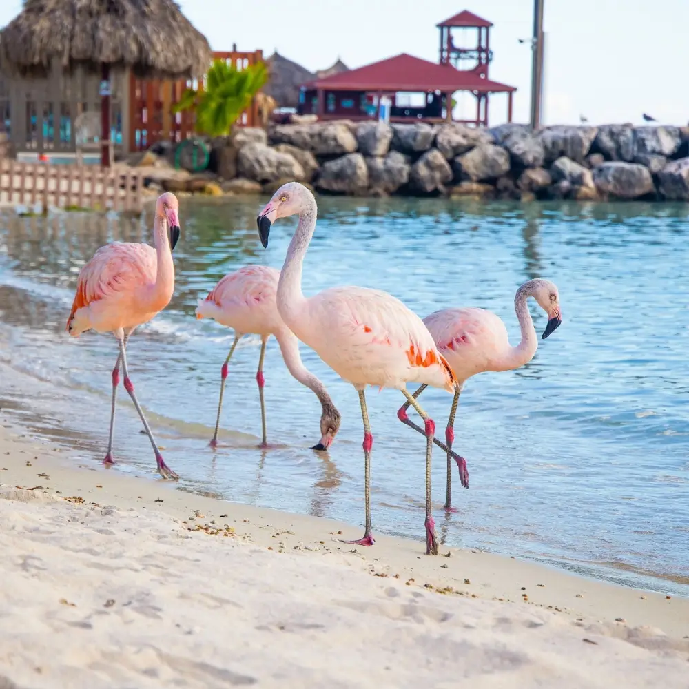 Close-up of Pink Flamingos wading in the ocean water on De Palm Island in Aruba.