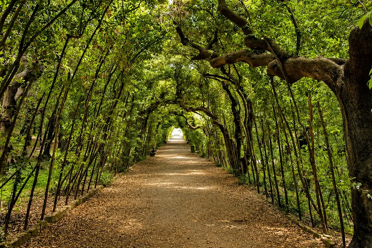 This path is the Viottolone within the Boboli Gardens in Florence, Italy. These manicured gardens behind the Pitti Palace were designed for the Medici family and are now a popular UNESCO World Heritage site.