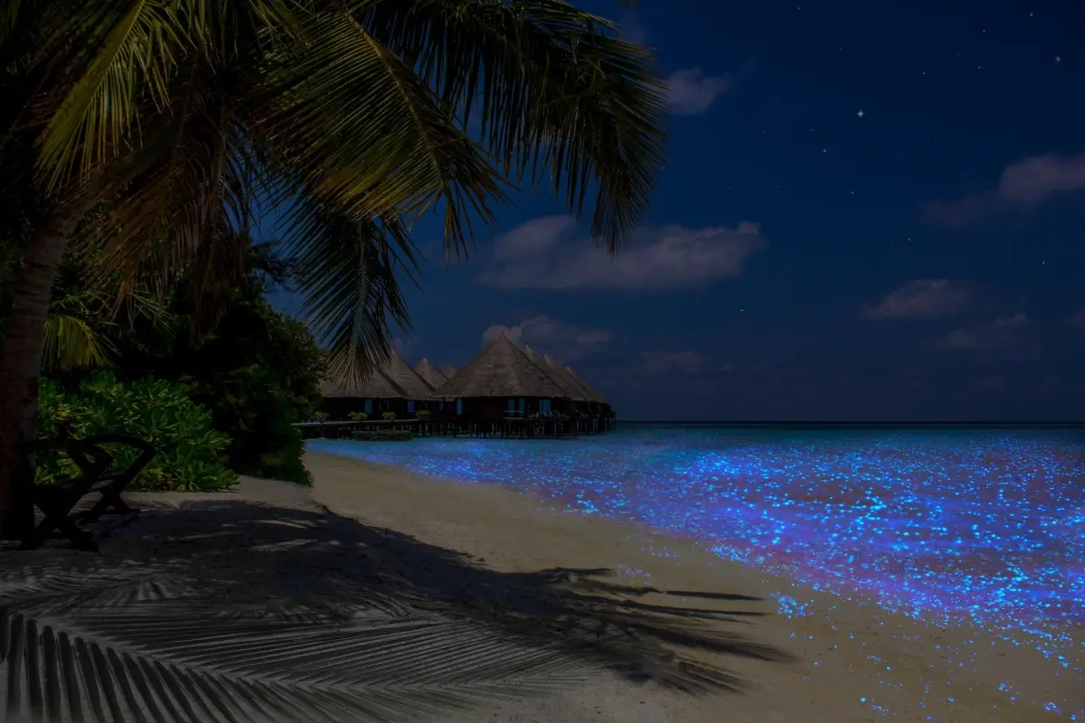 The Sea of Stars phenomenon on Vaadhoo Island has a brilliant blue glow that is caused by bioluminescent plankton or ostracod crustaceans reacting to the movement of the water.