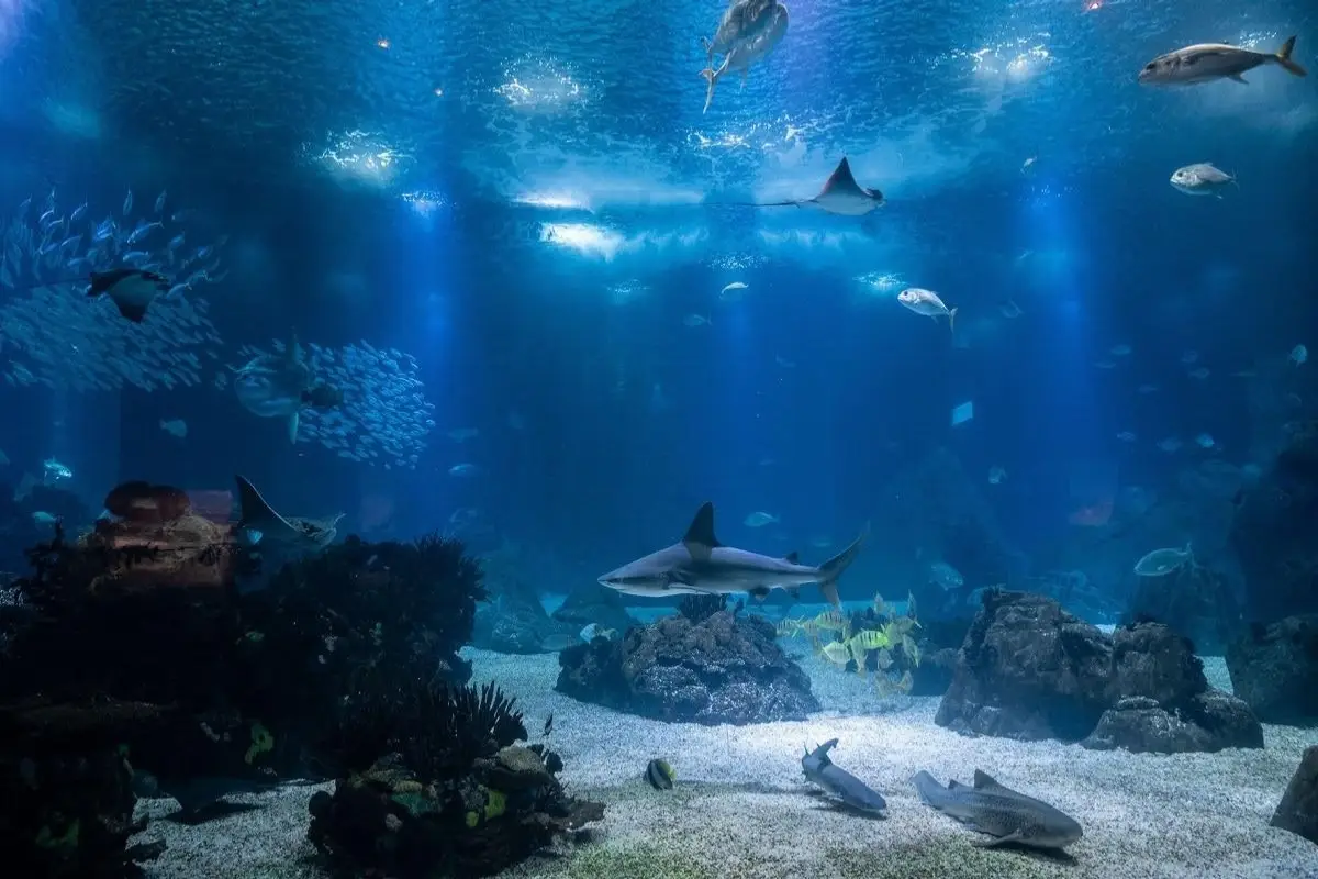Lisbon Oceanarium central tank in Portugal featuring various shark species, stingrays, and fish swimming in deep blue water.