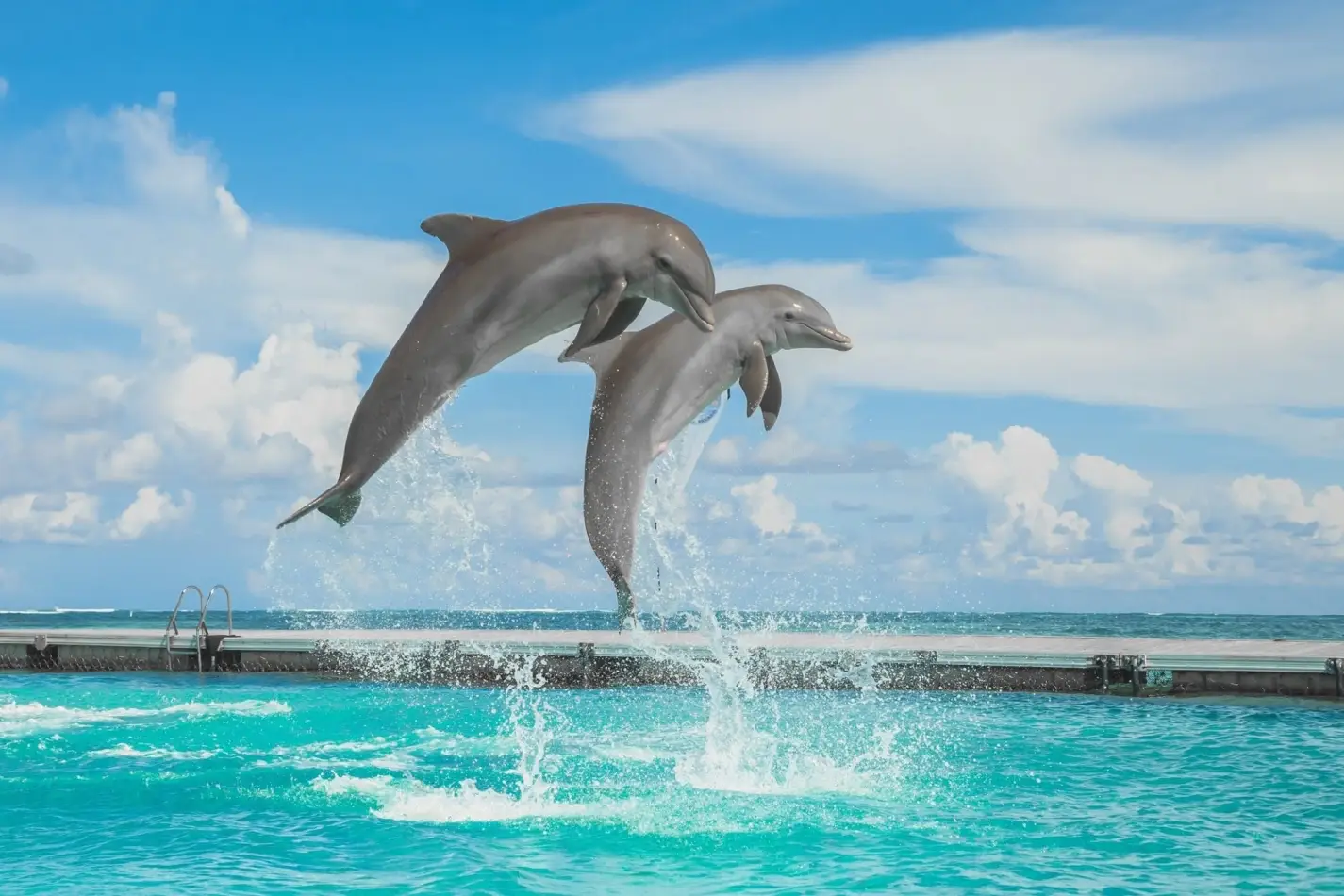 Dolphins leaping out of clear turquoise water at Dolphin Island Park in Punta Cana Dominican Republic.