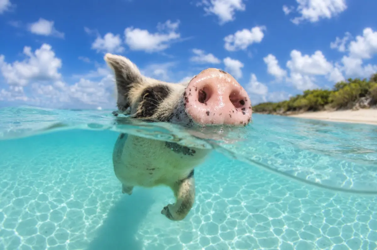 Located on Big Major Cay, a small uninhabited island in the Exuma Cays, these friendly pigs have become an international symbol of the Bahamas’ playful, adventurous side.
