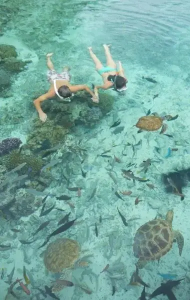 Swimming with turtles in Bora Bora, South Pacific.