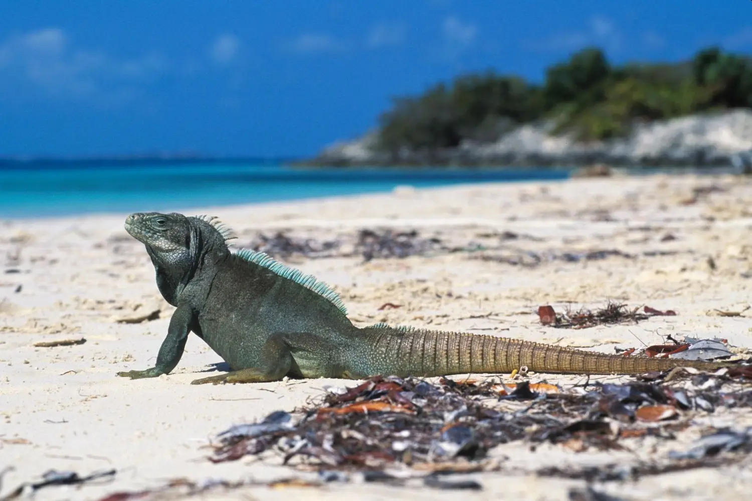 A Turks and Caicos Rock Iguana roaming the beach on Little Water Cay, or Iguana Island, in Turks and Caicos.