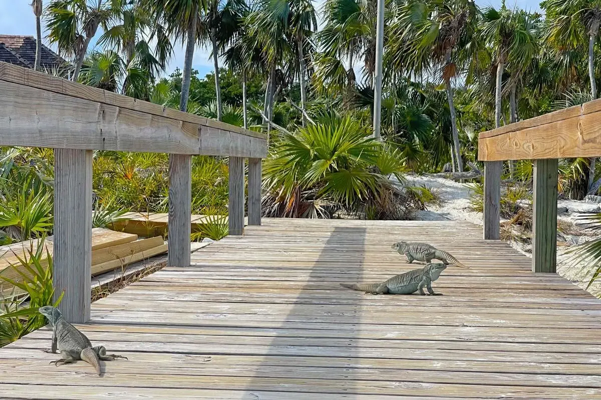 Turks and Caicos rock iguanas on the wooden boardwalk at Little Water Cay nature reserve.