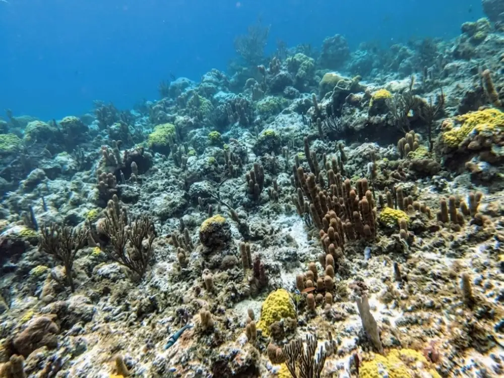 An underwater landscape of a shallow coral reef featuring a dense mix of pillar corals and mustard hill corals beneath clear blue water.