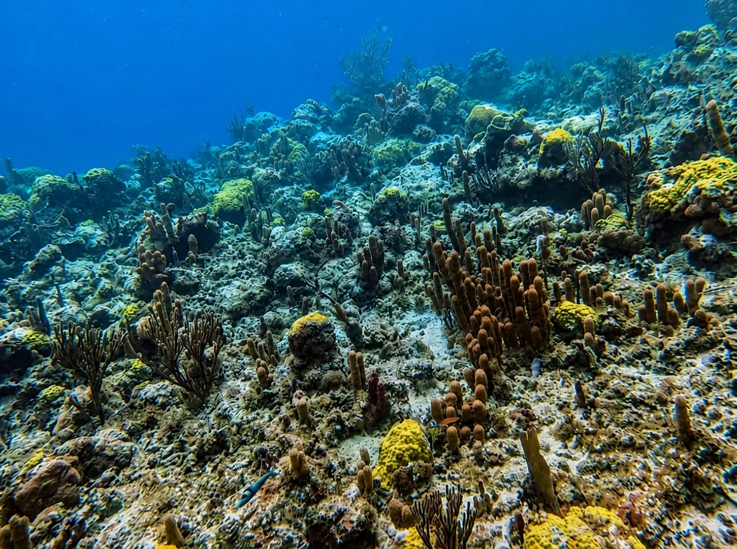 Snorkeling at Smith's Reef in Turks and Caicos, featuring clear blue water and diverse Caribbean coral formations.